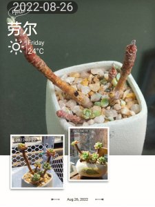 如何安全度夏多肉劳尔 多肉劳尔怎么度夏安全