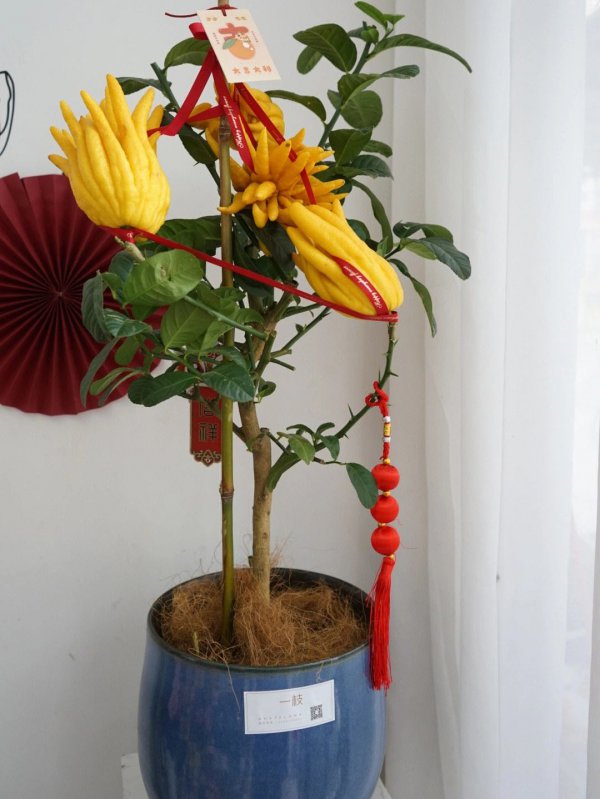 佛手花多少钱一盆