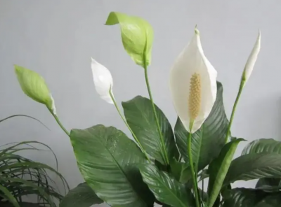 一帆风顺的花寓意和象征意义是什么？是吉祥花吗？