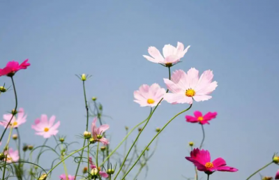 波斯菊的花语和寓意是什么？象征什么样的人？