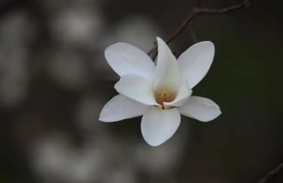 白玉兰花的寓意是什么？为什么不能种在家门口？