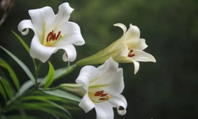 白百合花的花语和寓意是什么？ 白百合花的象征意义及含义