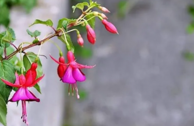灯笼花喜阴还是喜阳生长？怎么养才能旺盛？