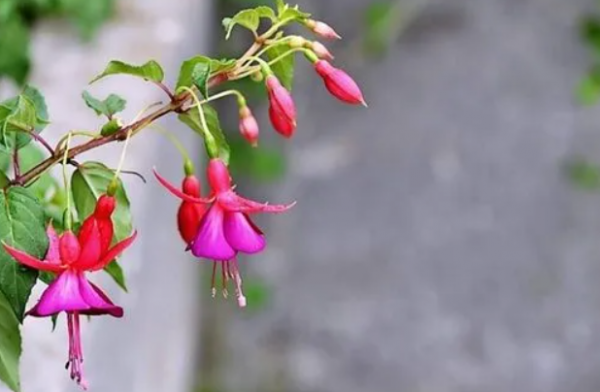 灯笼花喜阴还是喜阳生长