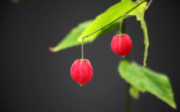 灯笼花的寓意和象征是什么