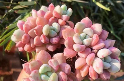 花斑鹿多肉好养吗？怎么养？ 花斑鹿多肉易养吗？养护技巧分享