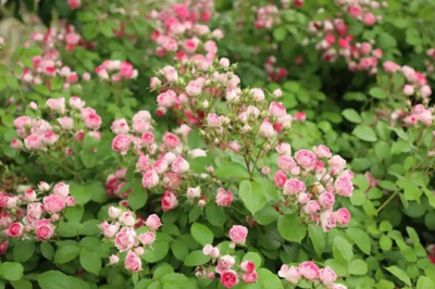 月季黑色的虫子怎么消除 如何消灭月季花的黑色虫子