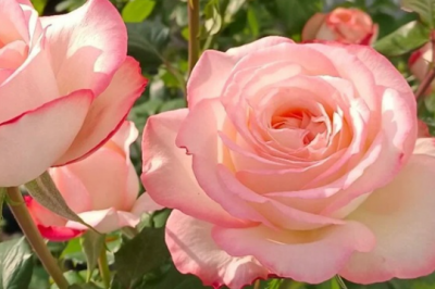 月季花长虫子可以撒石灰吗 月季花受虫害是否可以用石灰处理？