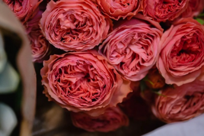 月季花修剪时间是什么时候 何时修剪月季花是最合适的？