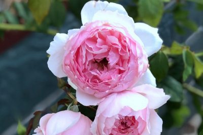 新手养月季花要买什么药 新手养月季花需要准备哪些药品？