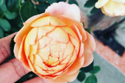 月季笋芽折断了要剪吗 月季笋芽折断了需修剪吗？