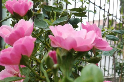月季花头上长好多虫要剪掉吗 月季花头上长虫需要剪掉吗？