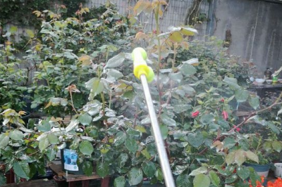 月季花打药重了怎么办 月季花过量喷药怎么处理