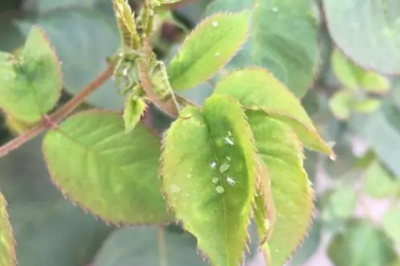 院子里的月季花长虫子了怎么办 院子里的月季花遭遇虫害该怎么处理？