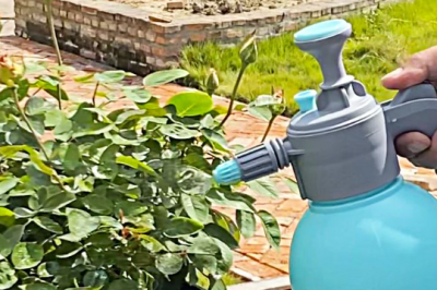 月季预防性打药可以混合吗 月季防治药物是否可混用？