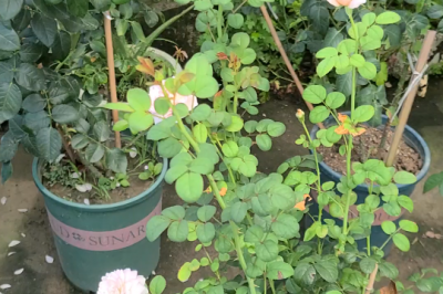月季花高温下容易有什么病 月季花高温易患何种疾??？