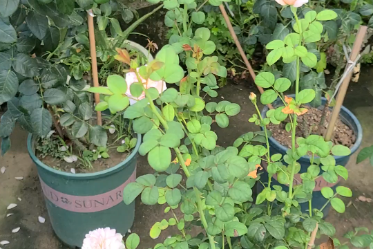 月季花高温下容易有什么病