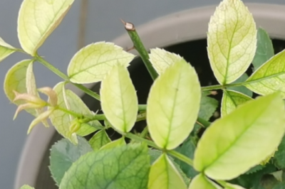 月季花杆子发黄是怎么回事 月季花枝发黄的原因是什么？