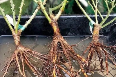 月季花根系出了问题怎么办 月季花根部问题应对指南