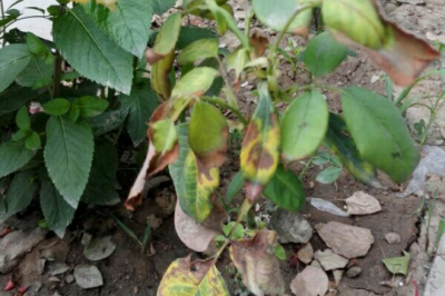 月季花芽点发黑是什么原因 月季花芽点变黑的原因是什么？