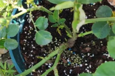 月季怎么看芽点往外还是往里 观察月季芽点是向内还是向外生长