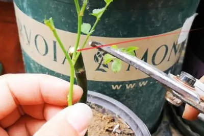 月季花盲枝能不能做接穗 月季花盲枝是否可作为接穗？