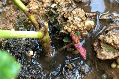 连续下雨地栽月季积水会死吗