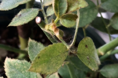 月季花黑杆脱叶怎么办 月季花枝干脱叶问题解决方法