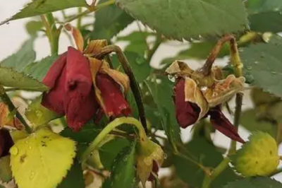 月季从尖上开始枯萎的原因 月季花为何在顶部开始凋零？
