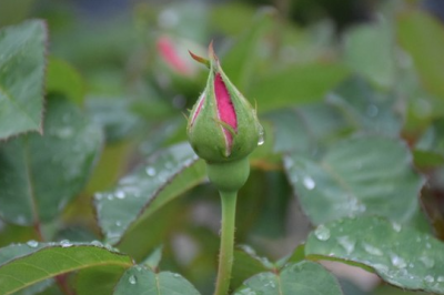 月季不长骨朵的枝叶需要剪掉吗 月季需要修剪无花枝叶吗？