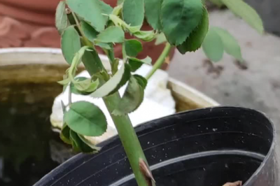 新上盆月季可以淋雨吗 新栽种的月季能不能被淋雨？