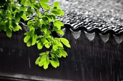 梅雨天气月季能不能淋雨 梅雨季月季是否能承受雨水？