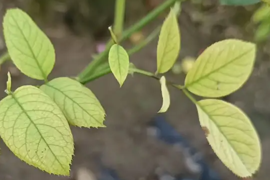 月季缺营养的症状有哪些