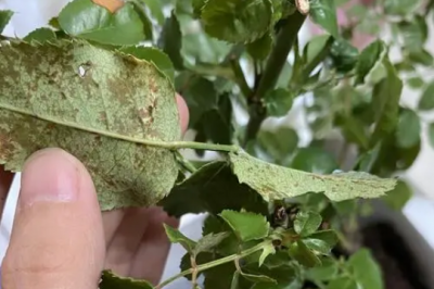 月季花叶背面发黑怎么办 月季花叶背面变黑如何处理？