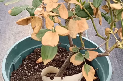 月季鸡粪烧根还能用花多多吗 月季鸡粪烧根养花效果如何？
