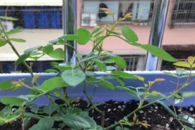 月季暴晒后会出现什么症状 月季晒伤表现有哪些症状？