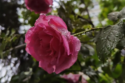 雨后天晴月季易出现的问题 雨后晴天月季易受影响