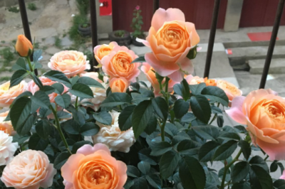 没大太阳晒月季花能养活吗 月季花不需要直接阳光存活吗？