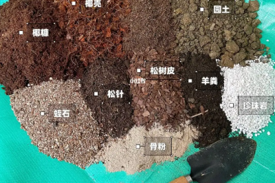 地栽月季配土怎么配 月季的种植土壤配比是怎样的？