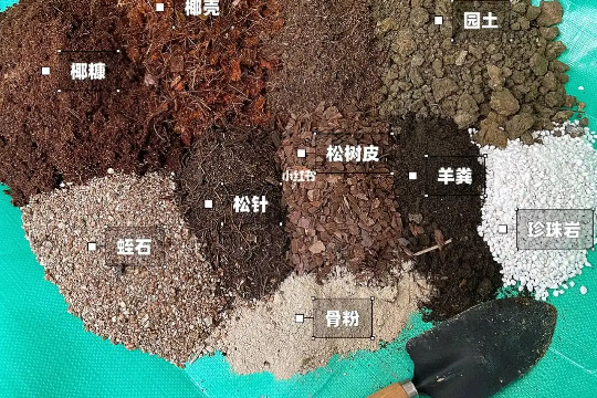 地栽月季配土怎么配