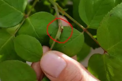 月季花的盲枝要不要剪 月季花盲枝修剪的必要性