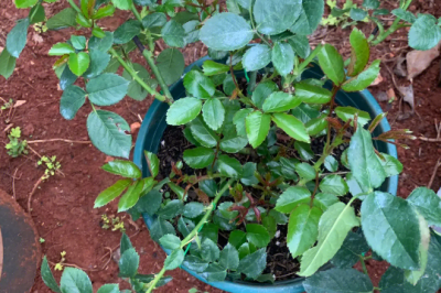 地栽月季下雨后嫩芽发软怎么办 雨后嫩芽发软的月季如何处理