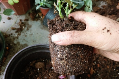 月季五月份还能移植吗 五月份可以移植月季吗？