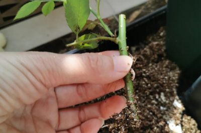 月季插枝繁殖几月份最好 何时是月季插枝繁殖的最佳时机？