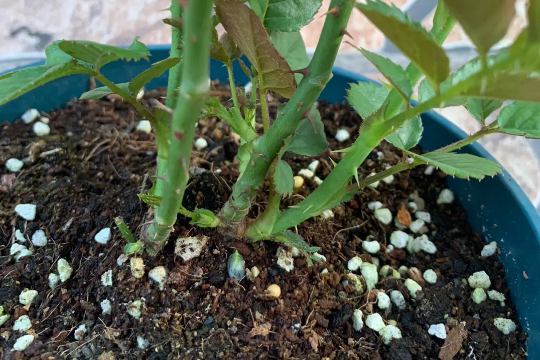 月季怎么才能快出笋芽