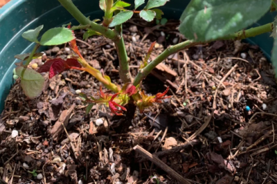 月季只爆芽点不长叶怎么办 月季芽长不出叶怎么处理？
