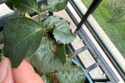 爬藤月季新芽开始卷叶是怎么回事 蔓藤月季的新芽为何会开始卷叶？
