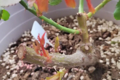 月季新芽掉落是怎么回事