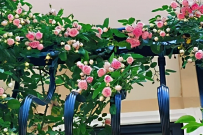 阳台日照不足怎么养月季 阳台月季缺光怎么养？