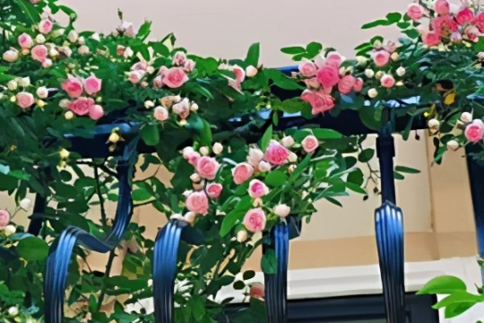 阳台日照不足怎么养月季